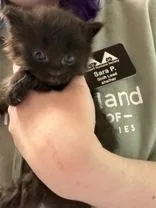 A young small-sized female Domestic Long Hair cat named Puck for adoption in Lowell, MA