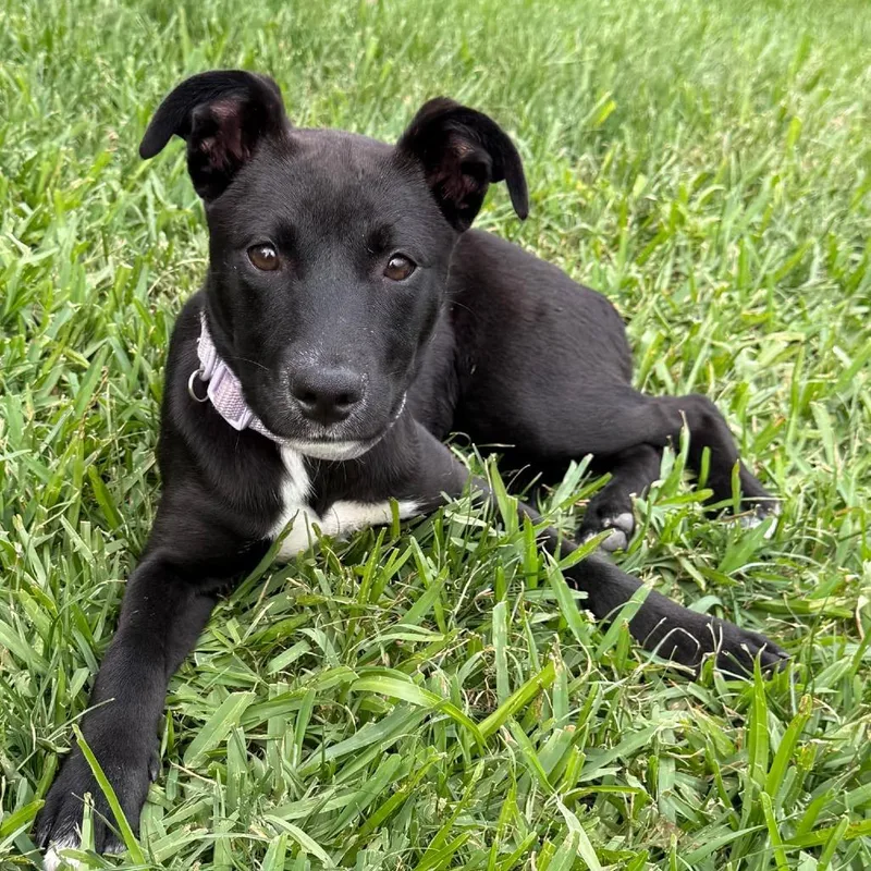 A baby medium-sized female Black American Staffordshire Terrier dog named Cocofendi Arriving D for adoption in Princeton, MN