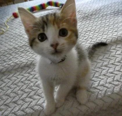 Jeopardy thumbnail 2