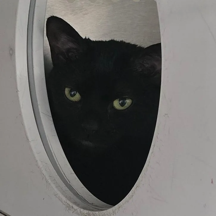 A young medium-sized female Black Domestic Short Hair cat named Eyepatch for adoption in Denver, CO