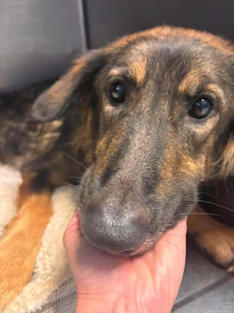 An adult large-sized female Tricolor (Brown, Black, & White) German Shepherd Dog dog named Heidi for adoption in Statesboro, GA