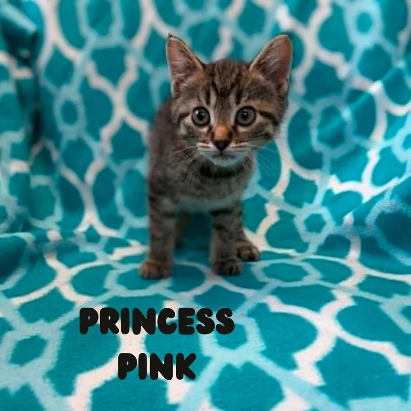Princess Pink thumbnail 3