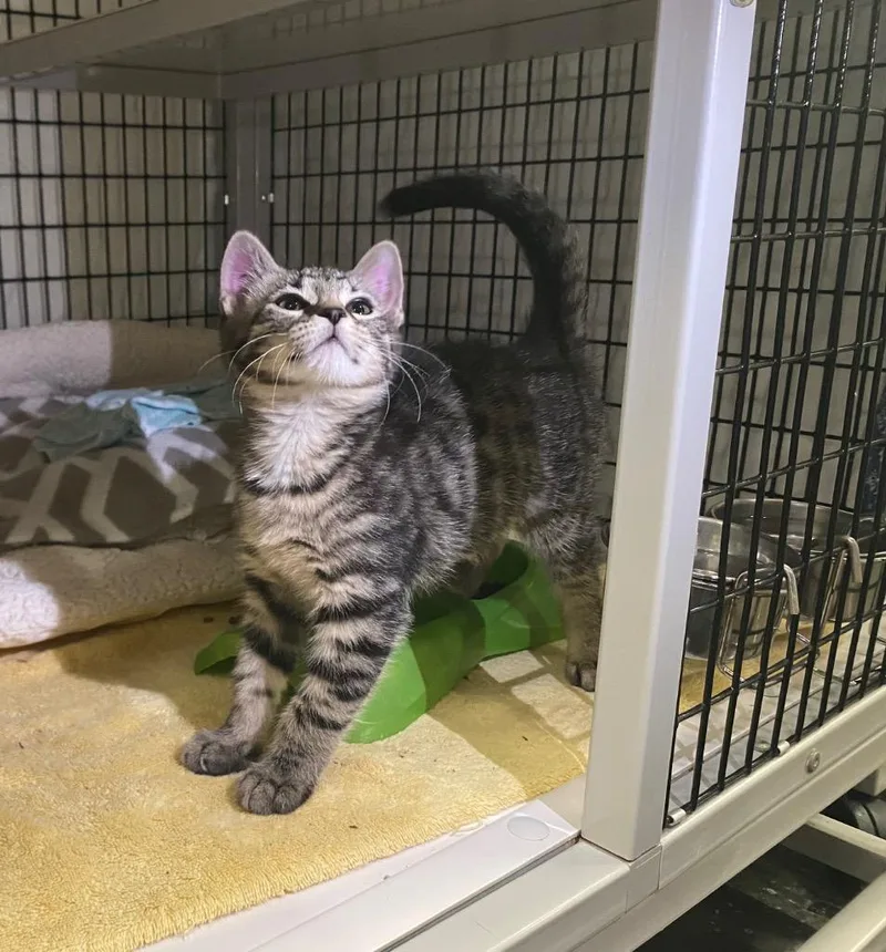 A baby medium-sized female Domestic Short Hair cat named Tea Rose for adoption in Raleigh, NC