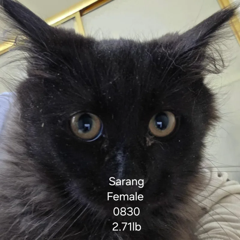 A baby small-sized female Black Domestic Long Hair cat named Sarang for adoption in Klamath Falls, OR