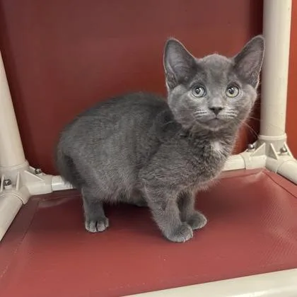 A baby small-sized male Domestic Short Hair cat named Ash for adoption in Janesville, WI