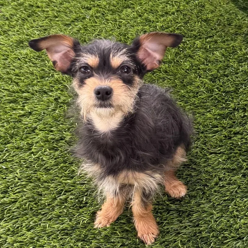A young small-sized female Black Terrier dog named Shakira for adoption in Las Vegas, NV