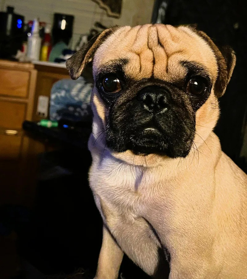 A young medium-sized male Pug dog named Trevor for adoption in Fallbrook, CA