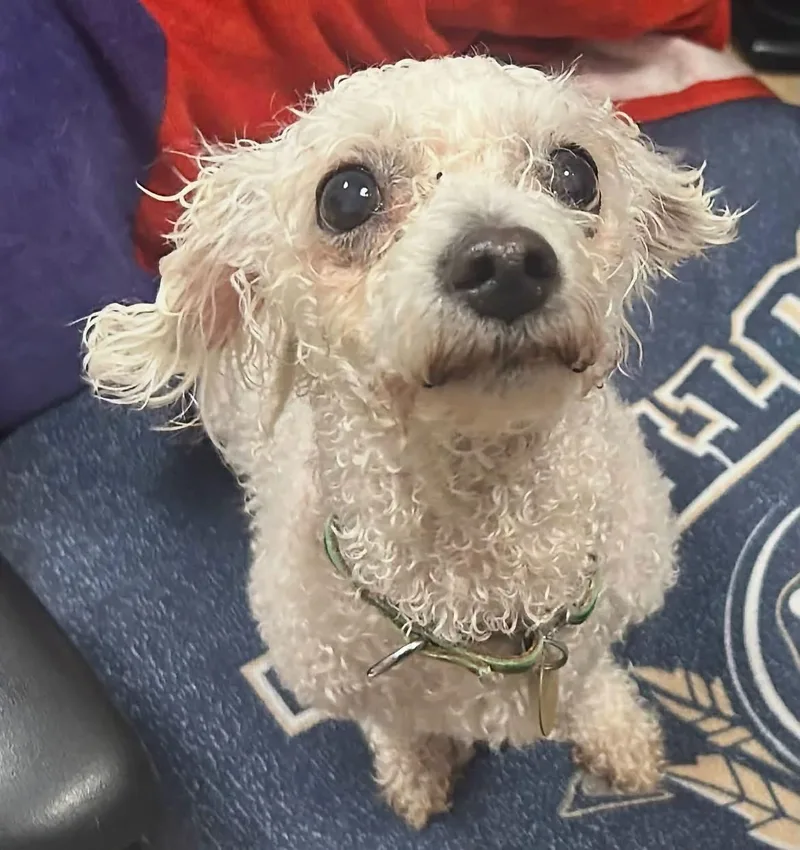A senior small-sized female White / Cream Bichon Frise dog named Sasha for adoption in Oak Ridge, NJ