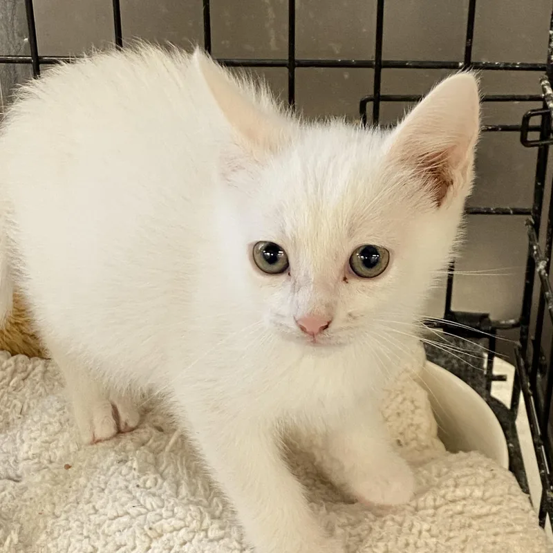 A baby medium-sized male White American Shorthair cat named Casper for adoption in Fredericksburg, OH