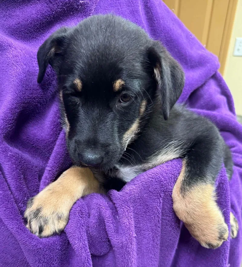 A baby medium-sized male Bicolor Shepherd dog named Teddy for adoption in Tomah, WI