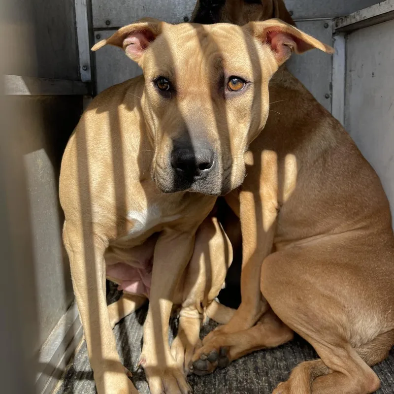 A senior large-sized female Pit Bull Terrier dog named Paris for adoption in Edinburg, TX
