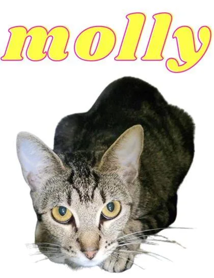 An adult medium-sized female Domestic Short Hair cat named Molly for adoption in Columbus, IN