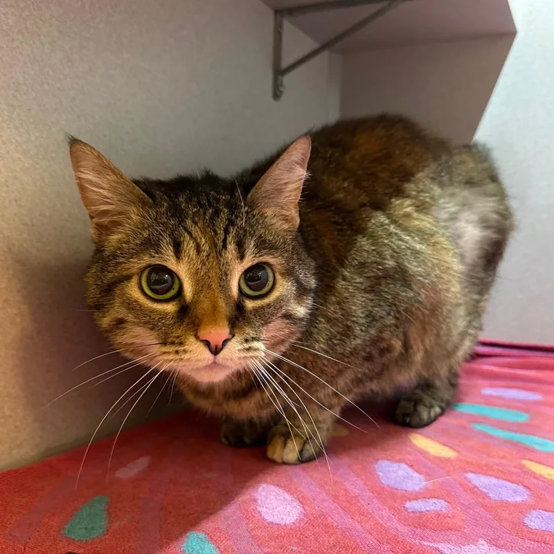 An adult medium-sized female Gray / Blue / Silver Domestic Short Hair cat named Sif for adoption in Pittsburgh, PA