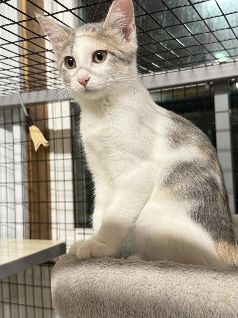 A young medium-sized female Domestic Short Hair cat named Maple for adoption in Williamsburg, IA