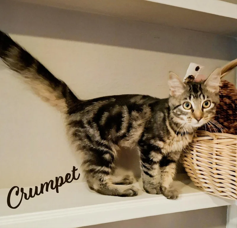 Crumpet misspersonality