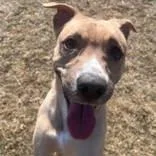 A young medium-sized female Labrador Retriever dog named Holly for adoption in Moline, IL