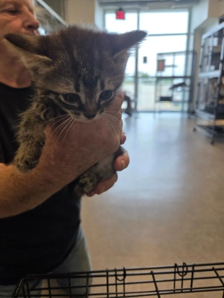 A baby small-sized female Domestic Short Hair cat named Crystal for adoption in Bossier City, LA