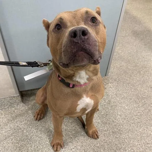 A senior large-sized male Yellow / Tan / Blond / Fawn Mixed Breed dog named Alexander for adoption in Jacksonville, FL