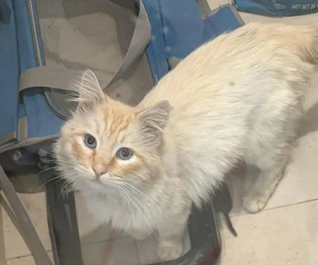 An adult medium-sized male White Siamese cat named Phoenix for adoption in Los Angeles, CA