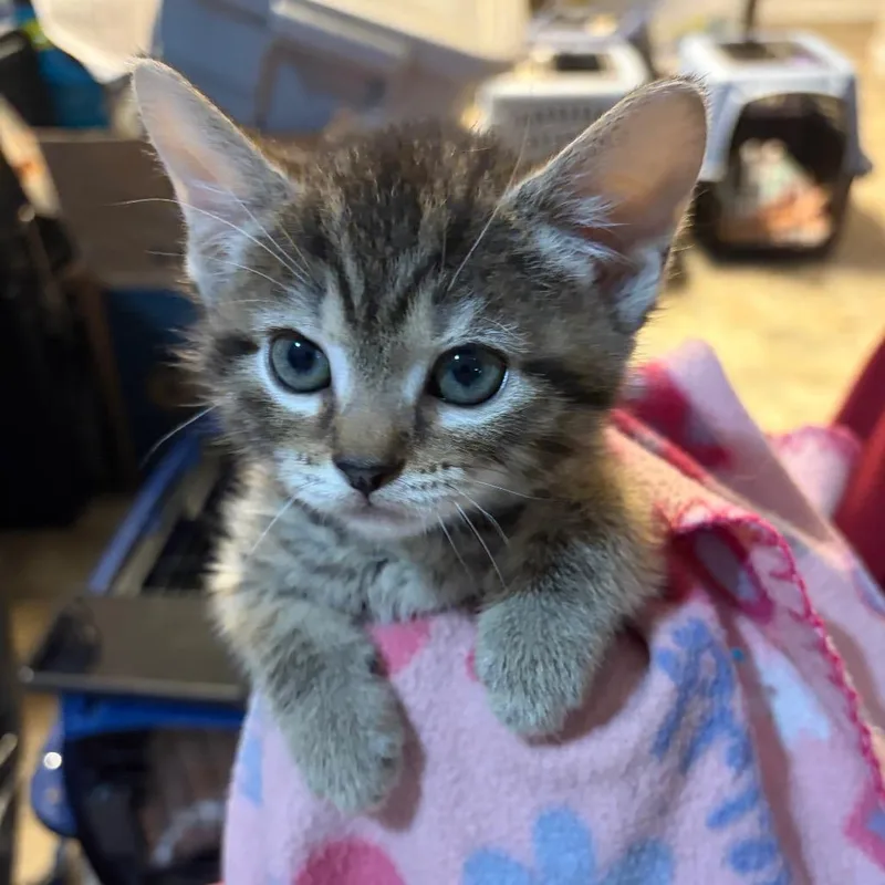 A baby small-sized male Brown / Chocolate Domestic Short Hair cat named Romeo for adoption in Waldorf, MD