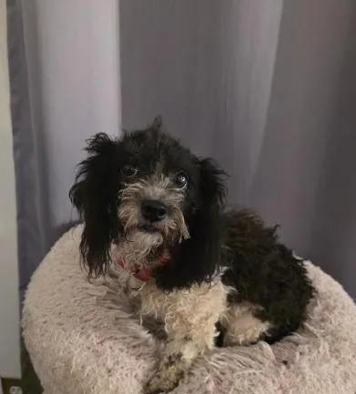 Stella