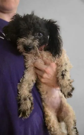 Stella thumbnail 4