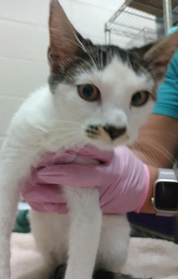A young small-sized female Domestic Short Hair cat named Sarah Sanderson for adoption in El Cajon, CA