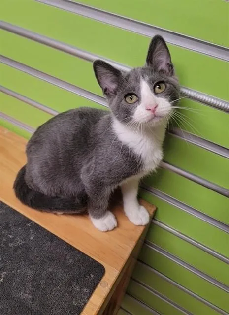 A baby small-sized female Domestic Short Hair cat named Sebi for adoption in Saint Peters, MO