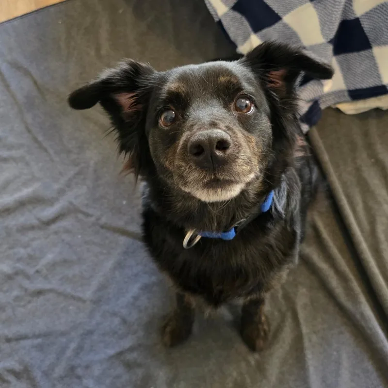 An adult medium-sized female Black Setter dog named Moxie for adoption in Beulaville, NC