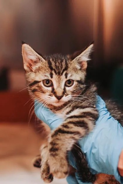 A young small-sized female Domestic Short Hair cat named A Deema for adoption in North Charleston, SC