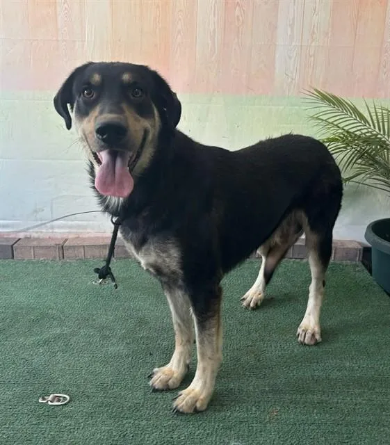 An adult large-sized male German Shepherd Dog dog named Oso for adoption in Baldwin Park, CA