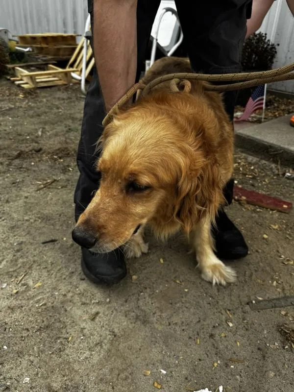 An adult large-sized female Golden Retriever dog named A for adoption in Salisbury, MD