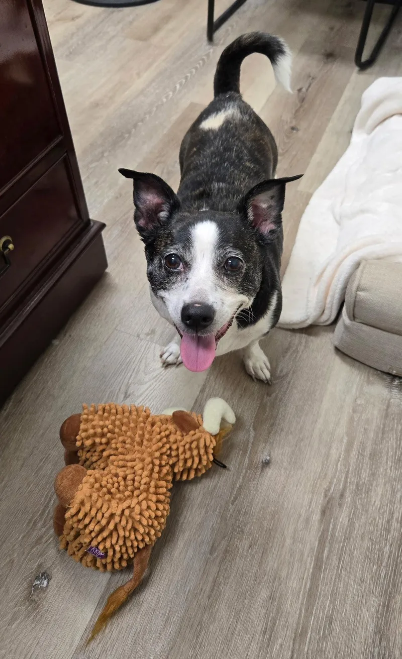 A senior medium-sized female Jack Russell Terrier dog named Mia for adoption in Georgetown, KY