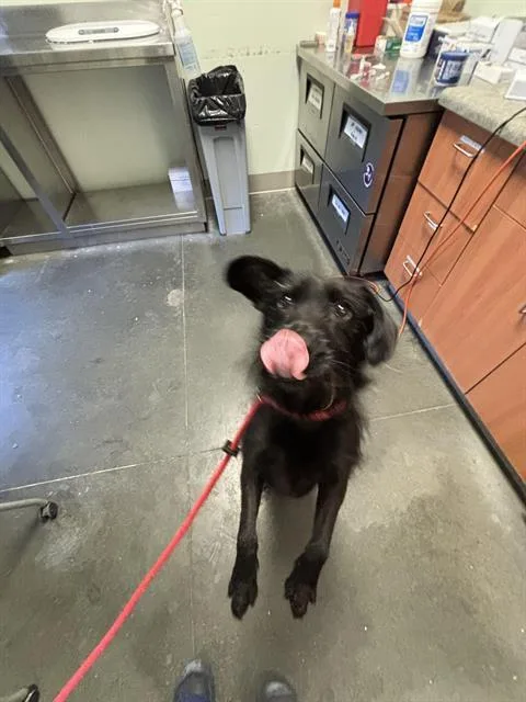 An adult medium-sized female Schnauzer dog named Rome for adoption in Santa Cruz, CA