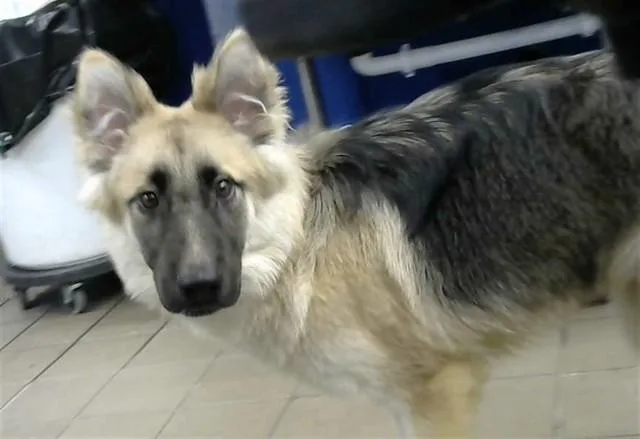 A young small-sized male Belgian Shepherd / Malinois dog named Kane for adoption in Albuquerque, NM