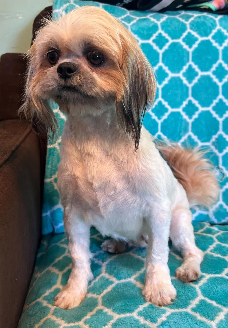 An adult small-sized female Shih Tzu dog named Jolie Mar for adoption in Pacolet, SC