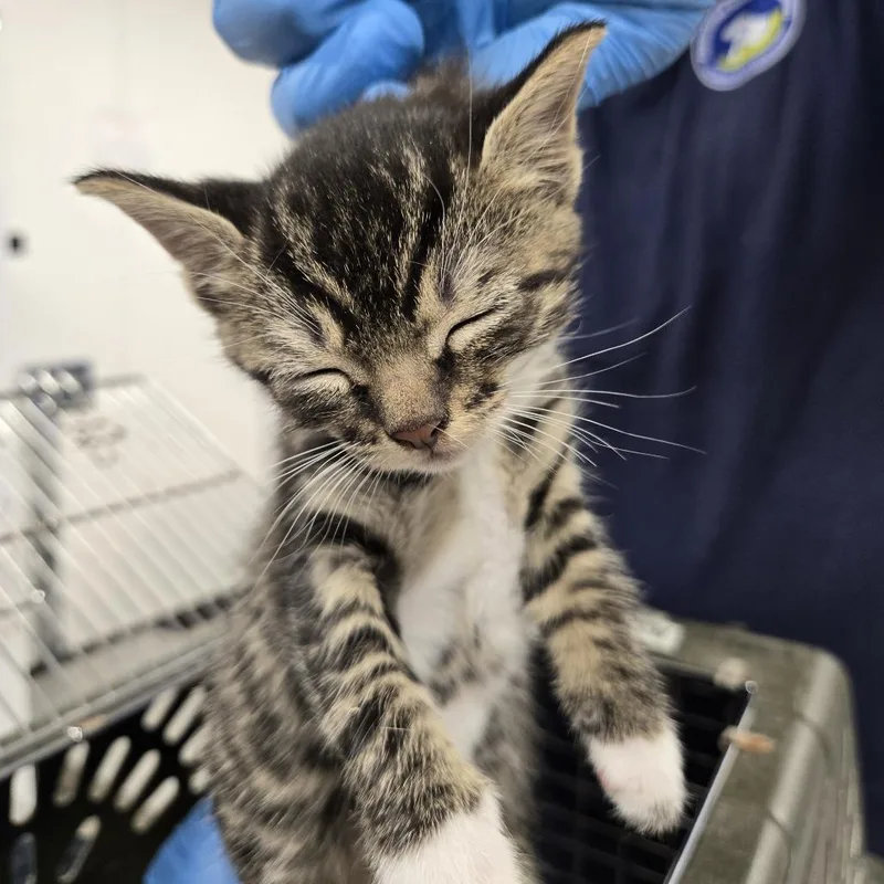 A baby small-sized female Black Domestic Short Hair cat named Lammy for adoption in Newark, NJ