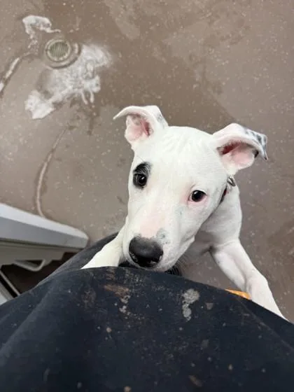 A baby small-sized male Mixed Breed dog named Trigger for adoption in South Bend, IN
