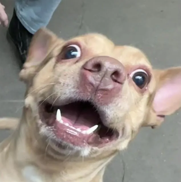 Gloria