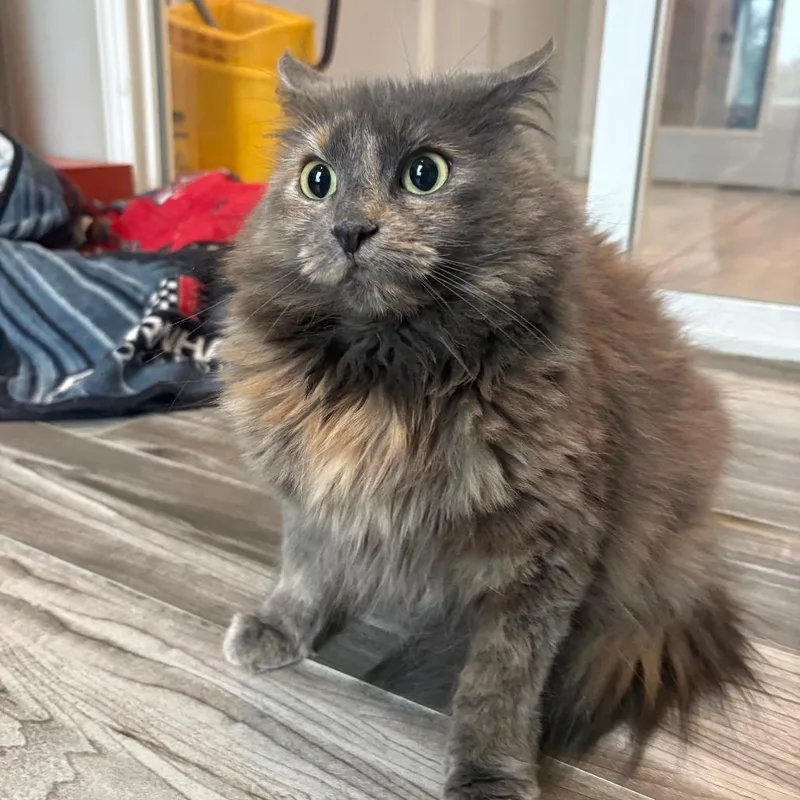 An adult small-sized female Domestic Medium Hair cat named Moira for adoption in West Des Moines, IA