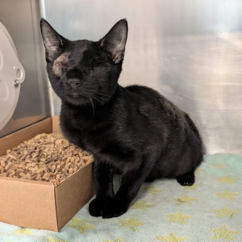A baby medium-sized male Domestic Short Hair cat named Fritos for adoption in Birdsboro, PA