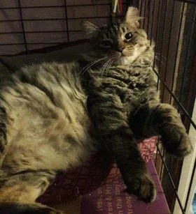 Marshmallow & Scout thumbnail 2