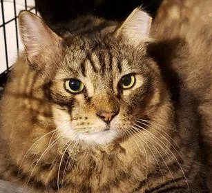 Marshmallow & Scout thumbnail 3