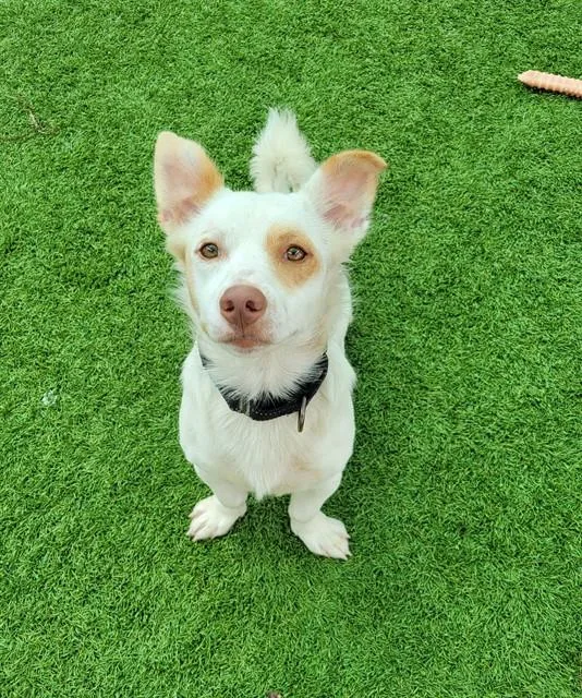 An adult medium-sized male Parson Russell Terrier dog named Ronnie for adoption in Sarasota, FL