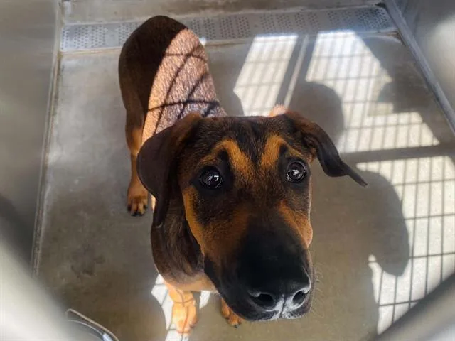 A baby large-sized female Doberman Pinscher dog named Zelda for adoption in Tustin, CA