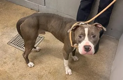 A young medium-sized male Gray / Blue / Silver Pit Bull Terrier dog named Brewer for adoption in Cleveland, OH