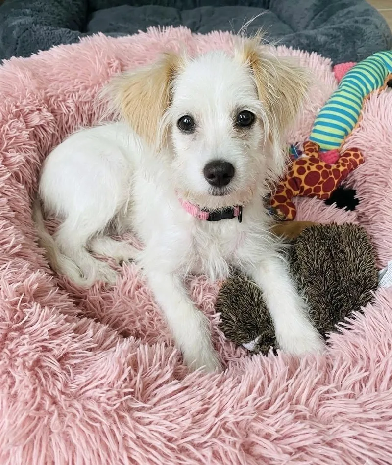 A young small-sized female Maltese dog named Maya for adoption in Rockwall, TX
