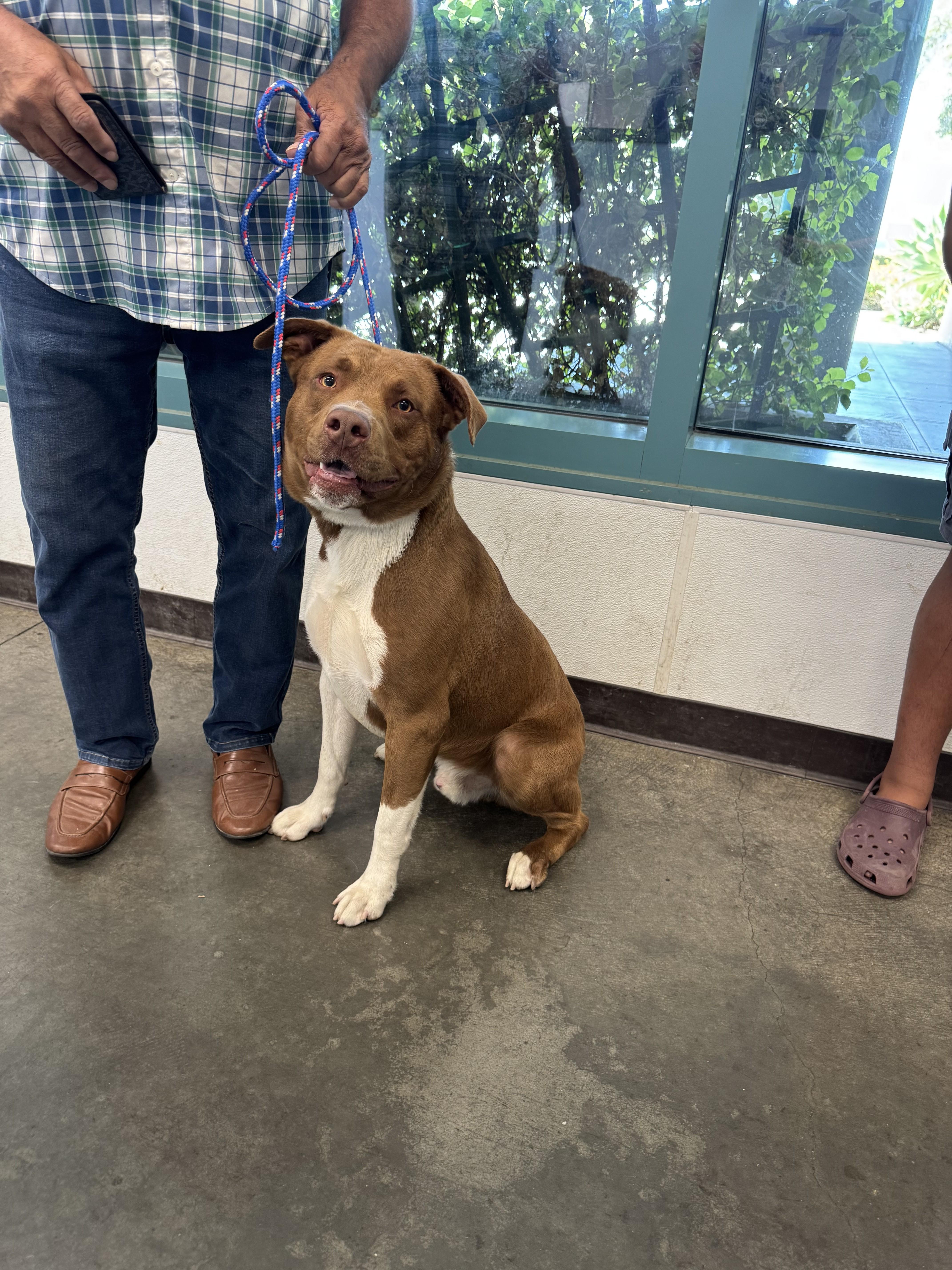 A young large-sized male Pit Bull Terrier dog named Max for adoption in Chatsworth, CA