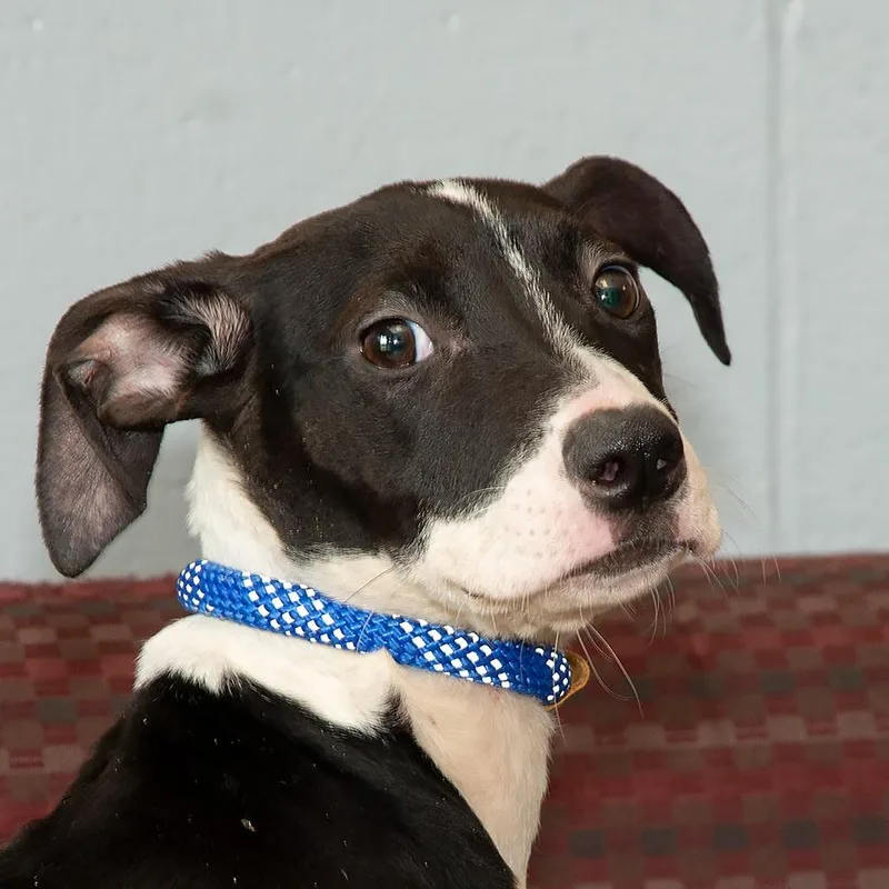 A baby medium-sized female Pit Bull Terrier dog named Minnie for adoption in Troy, OH