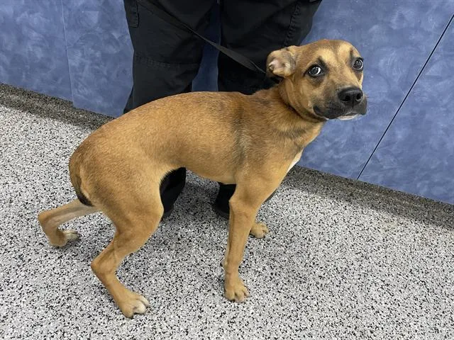 A young small-sized female Mixed Breed dog named Juanita for adoption in Palmetto, FL